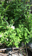 Erythranthe erubescens