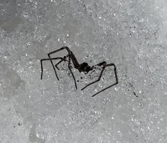 Philodromus spectabilis