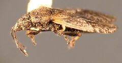Crophius
