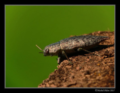 Dicerca tenebrica