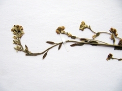 Draba cana