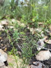 Platysace tenuissima