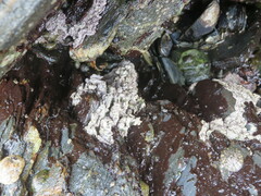 Chamberlainium tumidum