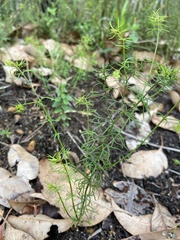 Platysace tenuissima