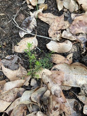 Platysace tenuissima