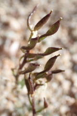 Draba streptocarpa