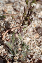Draba streptocarpa