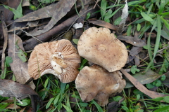 Leucopaxillus eucalyptorum