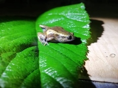 Geobatrachus walkeri