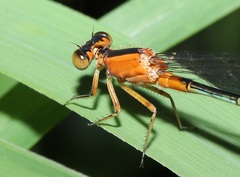 Ischnura senegalensis
