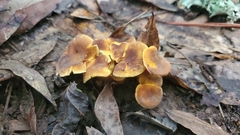 Cantharellus lewisii