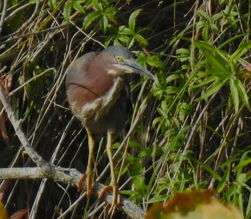 Green Heron from Flat Rock Lake, Kerrville, Kerr County, TX, USA on