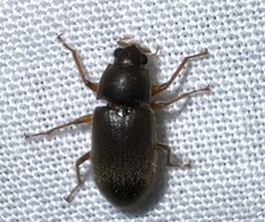 Pelonomus obscurus