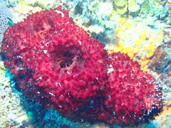 Mycale laxissima