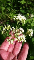 Ageratina altissima altissima