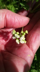 Ageratina altissima altissima