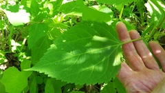 Ageratina altissima altissima