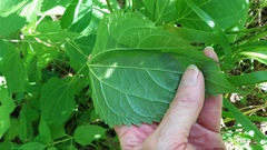 Ageratina altissima altissima