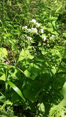 Ageratina altissima altissima