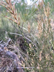 Lysinema