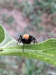 Psorthaspis sanguinea