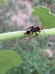 Psorthaspis sanguinea