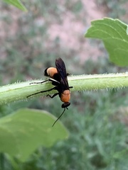 Psorthaspis sanguinea