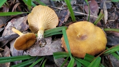 Cantharellus lewisii