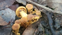 Cantharellus lewisii