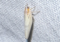 Neocenchrea heidemanni