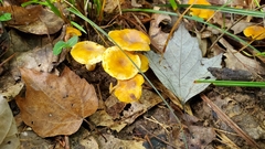 Cantharellus lewisii