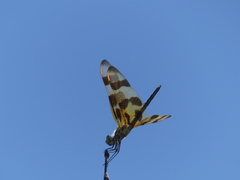 Celithemis eponina