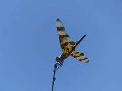 Celithemis eponina