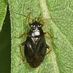Slaterocoris