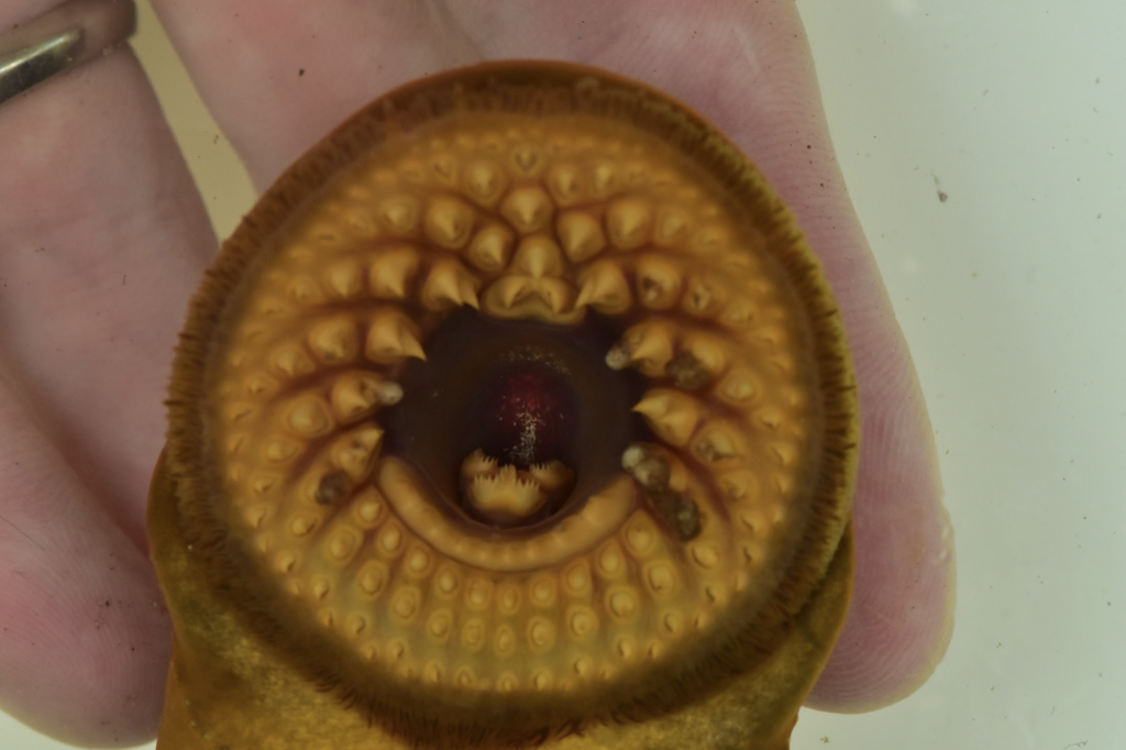 Sea Lampreys