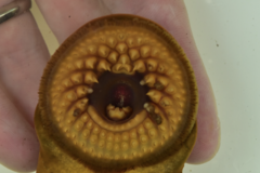 Sea Lamprey photo 2