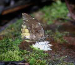 Lieinix nemesis nemesis