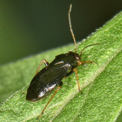 Slaterocoris