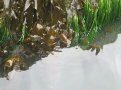 Pleurophycus gardneri