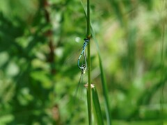 Coenagrion scitulum