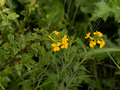 Erysimum amurense