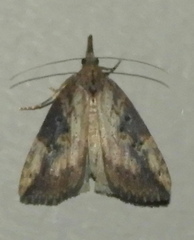 Hypena humuli