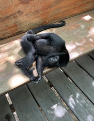 Alouatta nigerrima