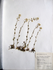 Draba cardaminiflora