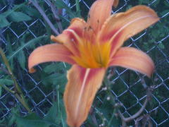 Lilium lancifolium