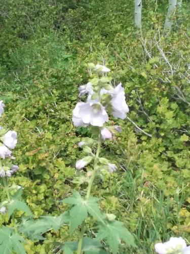 largeflower wild hollyhock (Iliamna grandiflora)