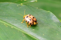 Podontia quatuordecimpunctata