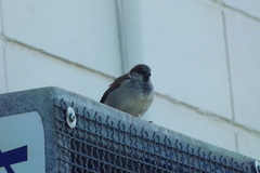 Passer domesticus