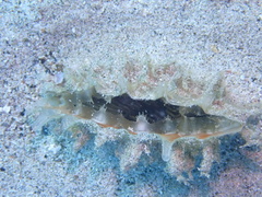 Pinna carnea