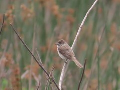 Empidonax albigularis